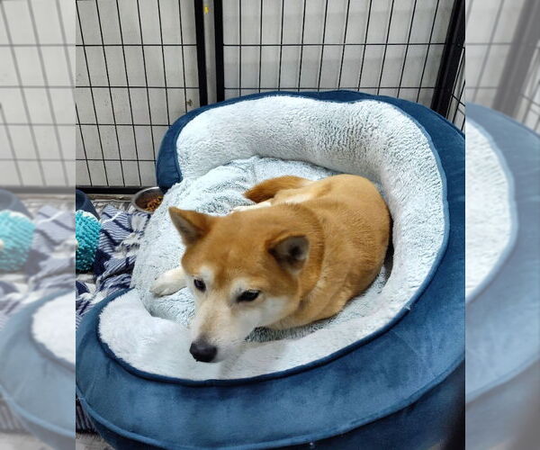 Medium Photo #2 Shiba Inu Puppy For Sale in Mukwonago, WI, USA