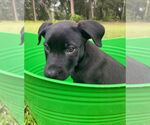 Small Labrador Retriever Mix