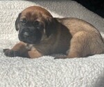 Small Photo #9 Mastiff Puppy For Sale in BIXBY, OK, USA