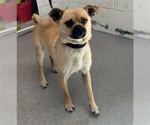 Chug Dogs for adoption in San Bernardino, CA, USA