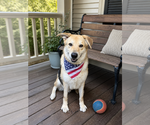 Small #11 Great Pyrenees Mix
