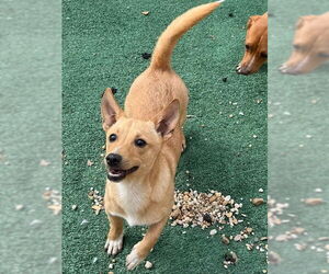 Chiweenie Dogs for adoption in Wakefield, RI, USA