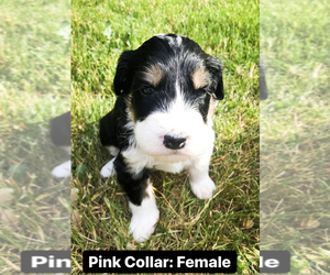 Bernedoodle-Sheepadoodle Mix Puppy for sale in BEXLEY, OH, USA