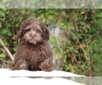 Small #6 ShihPoo
