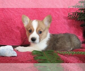 Pembroke Welsh Corgi Puppy for sale in NORWOOD, MO, USA