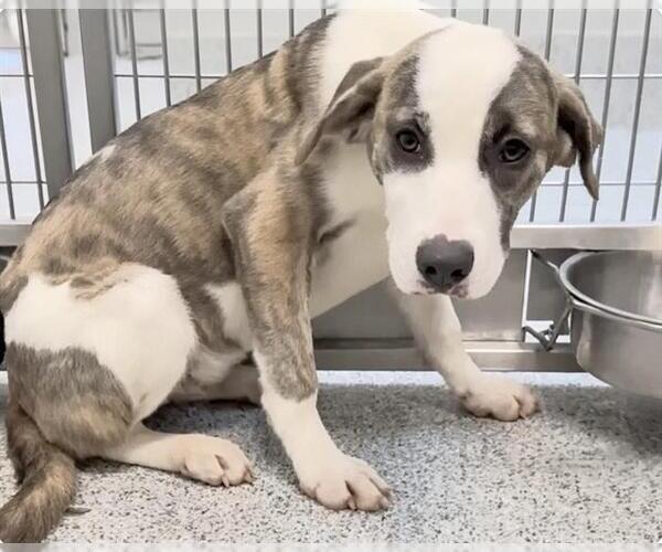 Medium Photo #5 Catahoula Leopard Dog-Saint Bernard Mix Puppy For Sale in Houston, TX, USA