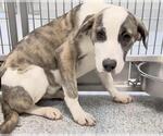 Small #4 Catahoula Leopard Dog-Saint Bernard Mix