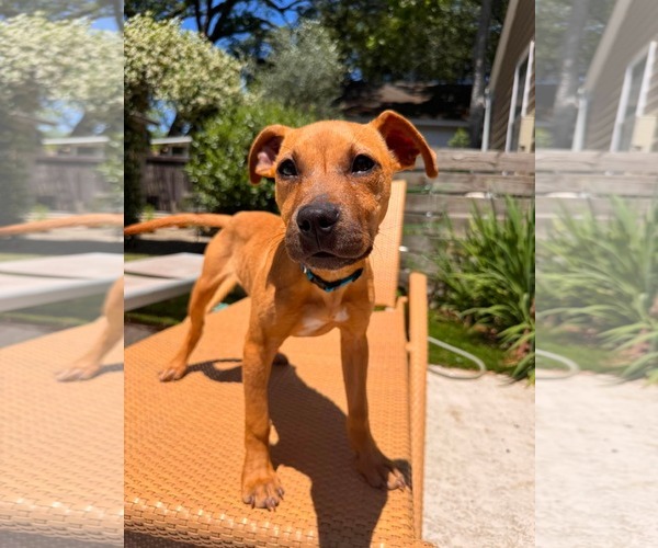 Medium Photo #1 Mutt Puppy For Sale in Mount Pleasant, SC, USA