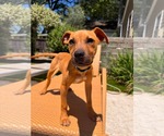 Small Mutt