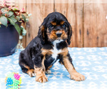 Small #4 Cocker Spaniel