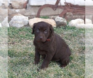 Labrador Retriever Puppy for sale in COATESVILLE, PA, USA