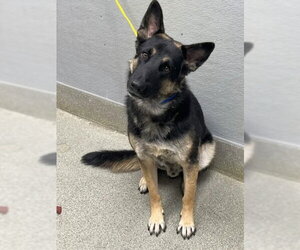 German Shepherd Dog-Unknown Mix Dogs for adoption in Las Vegas, NV, USA