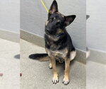 *CODY - Male German Shepherd Dog-Unknown Mix Dog for Adoption - Small photo
