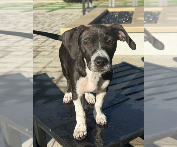 Medium Photo #2 Beagle-Unknown Mix Puppy For Sale in Dana Point, CA, USA