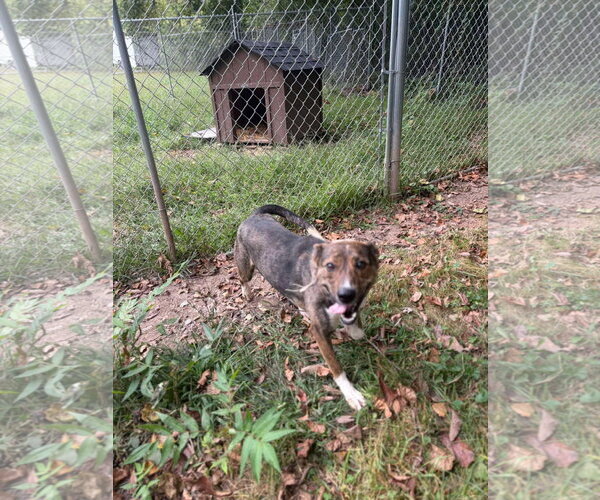 Medium Photo #4 Mutt Puppy For Sale in Hinton, WV, USA
