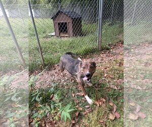 Lucy (3yo, 35Ibs) - Female Mutt Dog for Adoption - Photo #4