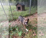 Small #3 Mutt