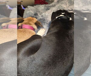 Squeak - Female Mutt Dog for Adoption - Photo #7