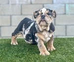 Small Photo #3 English Bulldog Puppy For Sale in LOUISVILLE, KY, USA