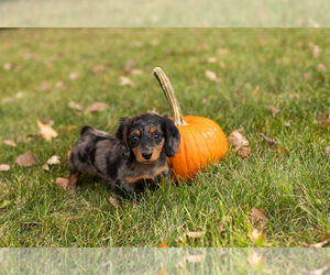Dachshund Puppy for sale in MILFORD, IN, USA