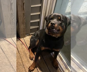 Rottweiler Puppy for sale in TOMS RIVER, NJ, USA