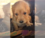 Small #2 Golden Retriever