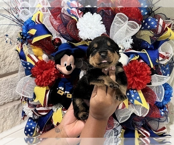 Medium Photo #7 Rottweiler Puppy For Sale in FORT WORTH, TX, USA