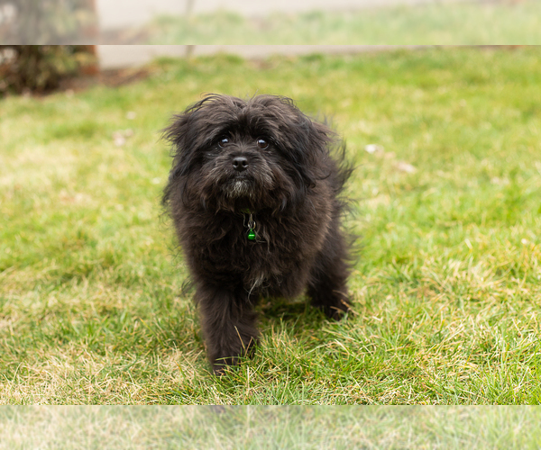 Medium Photo #4 Pomeranian-Poodle (Toy) Mix Puppy For Sale in NAPPANEE, IN, USA