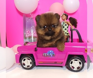 Pomeranian Puppy for sale in BEVERLY HILLS, CA, USA