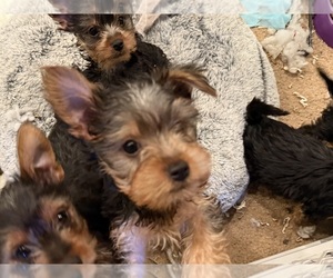 Yorkshire Terrier Puppy for sale in OCEANSIDE, CA, USA