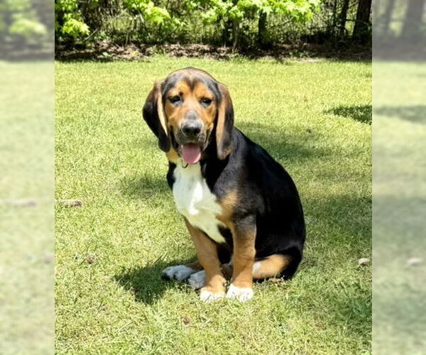 Medium Photo #1 Beagle-German Shepherd Dog Mix Puppy For Sale in Texarkana, TX, USA