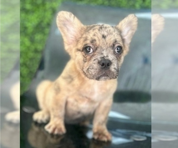 Medium Photo #2 French Bulldog Puppy For Sale in DEAL, NJ, USA