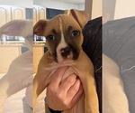 Puppy Puppy 2 American Bully