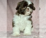 Small #4 Shih Tzu