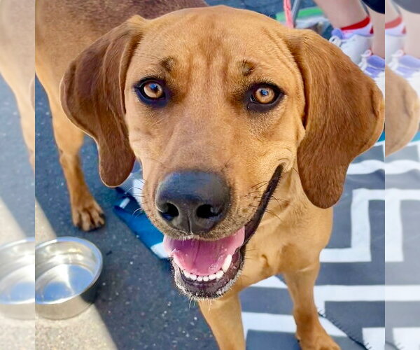 Medium Photo #12 Coonhound-Unknown Mix Puppy For Sale in Canton, CT, USA