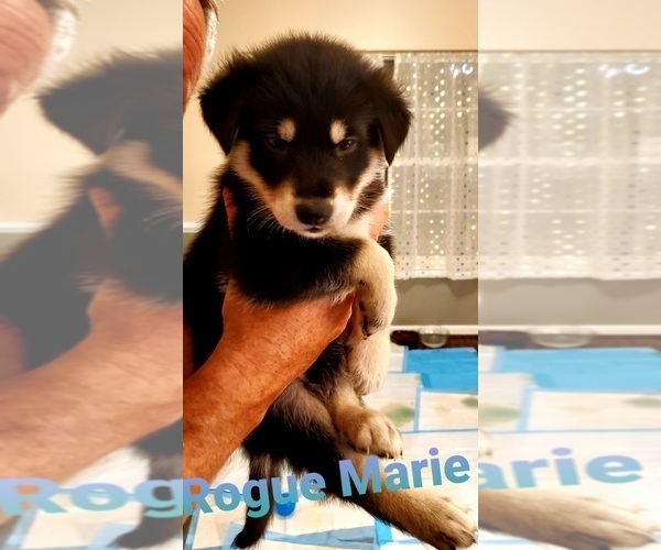 Medium Photo #11 German Shepherd Dog-Siberian Husky Mix Puppy For Sale in JOHNS ISLAND, SC, USA