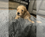 Small Photo #1 Goldendoodle (Miniature) Puppy For Sale in SANFORD, NC, USA