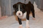 Small Photo #41 Boxer Puppy For Sale in CHILHOWEE, MO, USA