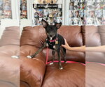 Small #1 Chihuahua Mix