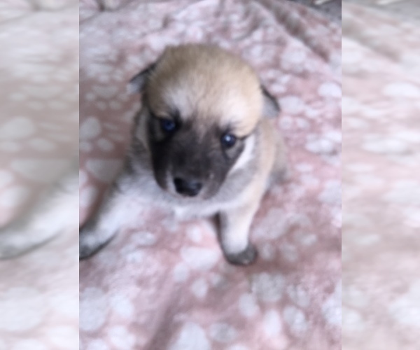 Medium Photo #8 Pomsky Puppy For Sale in LOVELAND, CO, USA