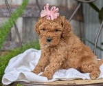 Small Photo #41 Cavapoo Puppy For Sale in GOSHEN, IN, USA