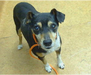 Rat Terrier-Unknown Mix Dogs for adoption in Sacramento, CA, USA