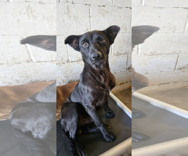 Medium Photo #3 Labrador Retriever-Unknown Mix Puppy For Sale in El Centro, CA, USA