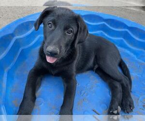 Labrador Retriever-Unknown Mix Dogs for adoption in Clovis, CA, USA
