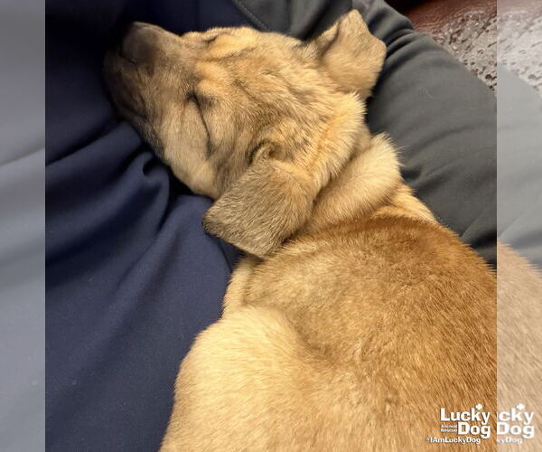 Medium Photo #3 Mutt Puppy For Sale in Washington, DC, USA