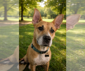 Carolina Dog-Unknown Mix Dogs for adoption in Chandler, AZ, USA