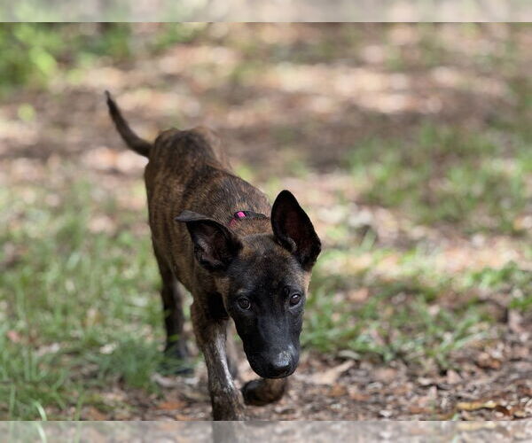 Medium Photo #7 Dutch Shepherd -Unknown Mix Puppy For Sale in Imlay City, MI, USA