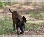 Small #6 Dutch Shepherd  Mix