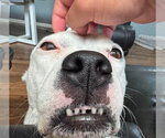 Small #11 American Staffordshire Terrier Mix