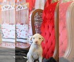 Small Photo #23 Mutt Puppy For Sale in Wakefield, RI, USA